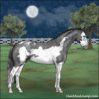 Horse Color:Blue Roan Splash Frame Appaloosa 