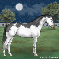 Horse Color:Blue Roan Splash Frame Varnish 