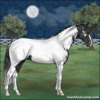 Horse Color:Black Tobiano Appaloosa 