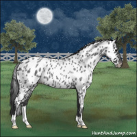 Horse Color:Blue Roan Appaloosa 