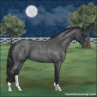 Horse Color:Blue Roan Appaloosa 