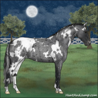 Horse Color:White Spotted Blue Roan Blanket 