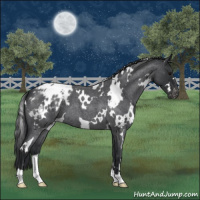 Horse Color:White Spotted Blue Roan Blanket 