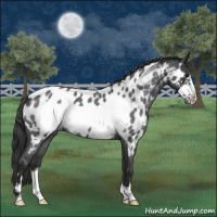 Horse Color:Blue Roan Frame Appaloosa 