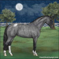 Horse Color:Blue Roan Varnish 