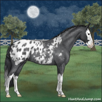 Horse Color:Blue Roan Splash Appaloosa 