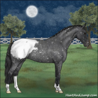 Horse Color:Blue Roan Appaloosa 