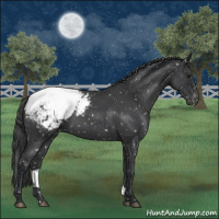 Horse Color:Blue Roan Appaloosa 