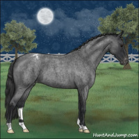 Horse Color:Blue Roan Varnish 