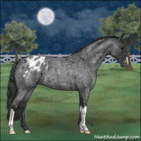 Horse Color:Blue Roan Appaloosa 