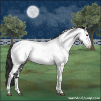 Horse Color:Blue Roan Tobiano Appaloosa 