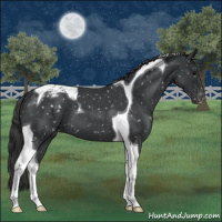 Horse Color:Blue Roan Tobiano Appaloosa 