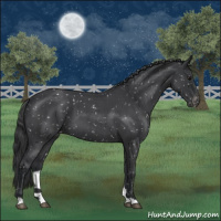 Horse Color:Blue Roan Snowflake Varnish