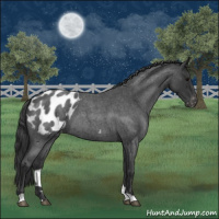 Horse Color:Blue Roan Appaloosa 