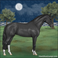 Horse Color:Blue Roan Appaloosa 