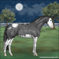 Horse Color:Blue Roan Splash Appaloosa 