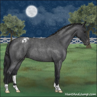 Horse Color:Blue Roan Varnish 