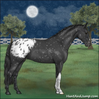 Horse Color:Blue Roan Appaloosa 
