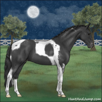 Horse Color:Blue Roan Tobiano Appaloosa 
