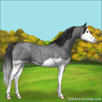 Horse Color:Blue Roan Splash Snowflake Varnish 