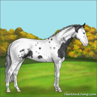 Horse Color:Blue Roan Splash Tobiano Appaloosa