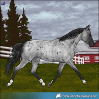 Horse Color:Blue Roan 