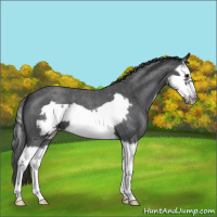 Horse Color:Blue Roan Splash Frame Varnish 