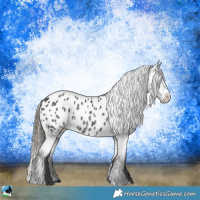 Horse Color:Black Appaloosa Rabicano