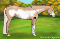 Horse Color:Silver Amber Champagne Frame 