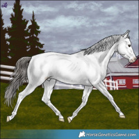 Horse Color:Blue Roan Snowcap 