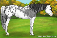 Horse Color:Blue Roan Splash Appaloosa 