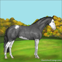 Horse Color:Blue Roan Splash Varnish 