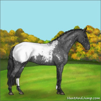 Horse Color:Blue Roan Appaloosa