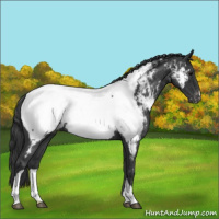 Horse Color:Blue Roan Near Fewspot 