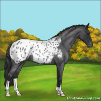 Horse Color:Blue Roan Appaloosa 