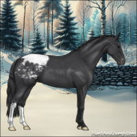 Horse Color:Blue Roan Snowcap 