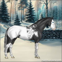 Horse Color:Blue Roan Splash Appaloosa 