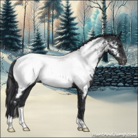 Horse Color:Black Appaloosa 