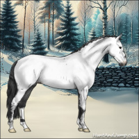 Horse Color:Blue Roan Appaloosa 
