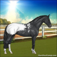 Horse Color:Blue Roan Appaloosa 