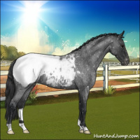 Horse Color:Blue Roan Appaloosa 