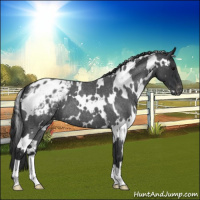 Horse Color:White Spotted Blue Roan Appaloosa 