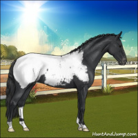 Horse Color:Blue Roan Appaloosa 