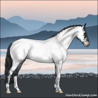 Horse Color:Blue Roan Appaloosa 