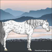 Horse Color:White Spotted Blue Roan Leopard 