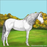 Horse Color:Blue Roan Appaloosa 