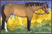 Horse Color:Buckskin 