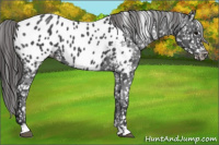 Horse Color:Blue Roan Appaloosa 