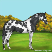 Horse Color:Blue Roan Splash Tobiano
