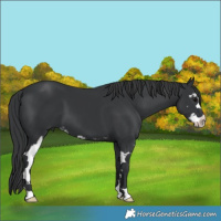 Horse Color:Black Sabino